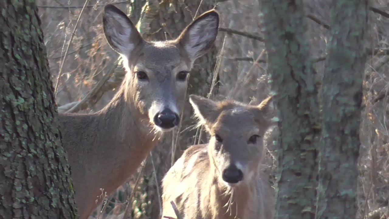 Panasonic HC - V180 Sample Footage