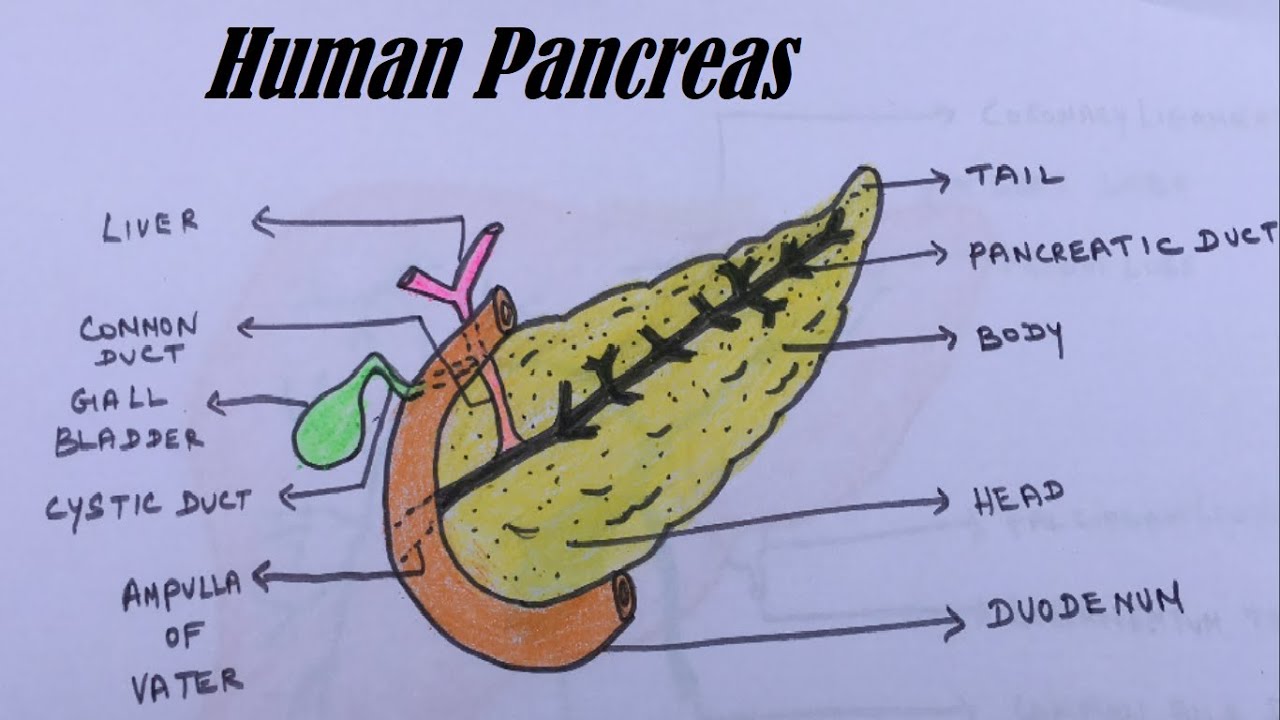 Pancreas diagram Black and White Stock Photos & Images - Alamy