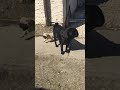 Pug Baby Girl Is Too Fast