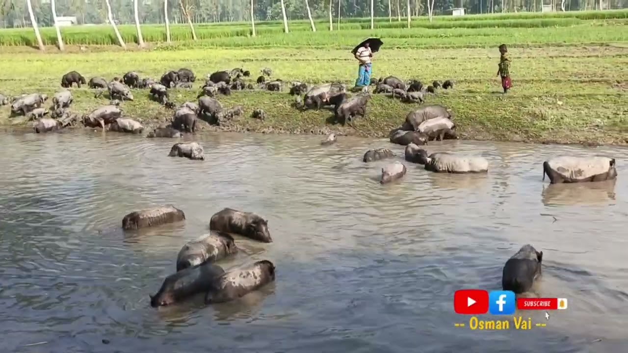pig fram. Boar farm . shuyor farm. Hog গ্রামের শুকরের খামার । শুকর পালন পদ্ধতি । 