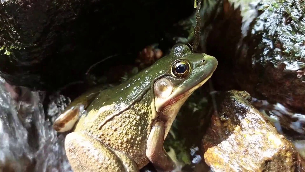 watershed Mass Central and the Green frogs.