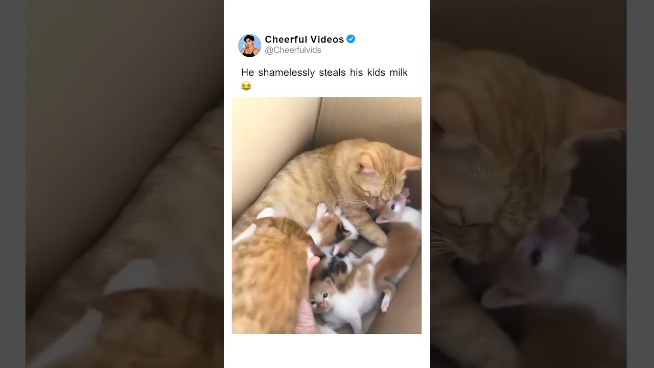 He shamelessly steals his kids milk 😂. 🎥 by: jaycemainecoon IG