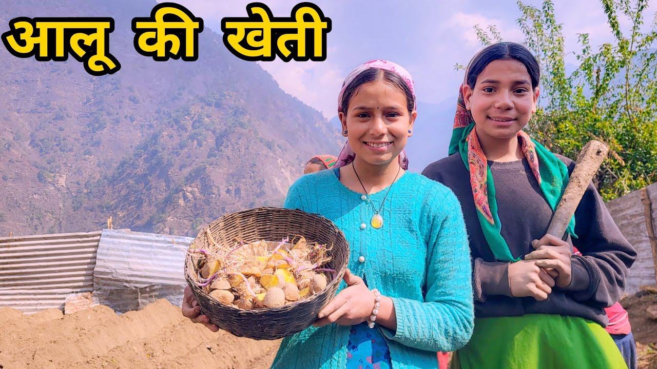 इतने बड़े खेत में सबने मिलकर लगाए आलू।।@sunainasunaina1842 ।।