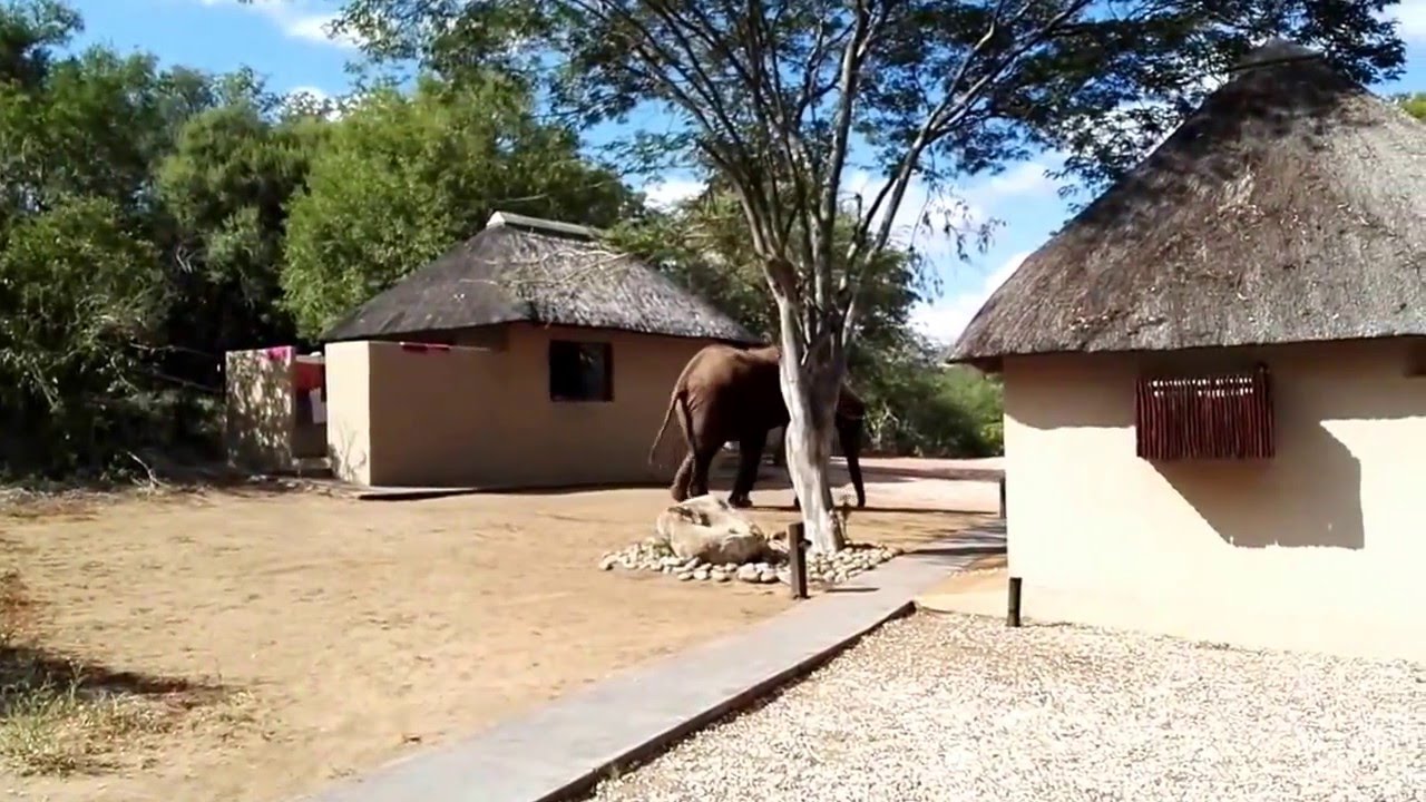 Balule River Camp - Elephants in the camp