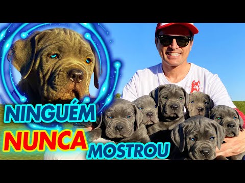 COMO CRIAR UM CANE CORSO LINDO, FORTE E COM TEMPERAMENTO EQUILIBRADO