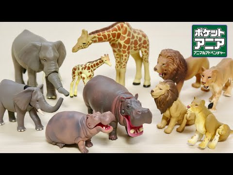 カバがとにかく可愛い ポケットアニア 動物Vol 1 カバ ライオン キリン アフリカゾウ