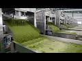 The Banana Leaf Processing Factory You’ve Never Seen Before
