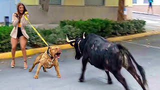 10 Most Illegal Dog Breeds In The World!