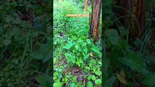 walking tour #agriparadise #agribusiness #nature #easyfarming #farming101 #mushroomhunting