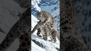 “Rare Leopard Behavior Caught on Camera 😳”