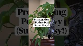 Super Easy Steps To Propagate Your Pothos Plants!🪴 #howto #tips #tipsandtricks #ideas #plants