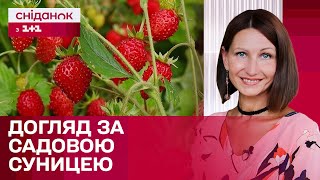 Як доглядати за суницею садовою аби мати гарний врожай? - Антоніна Лесик