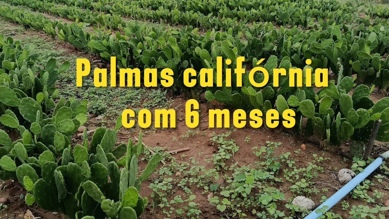 Palmas Califórnia com 6 meses 