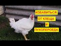 3 способа избавиться от пухопероеда и клеща