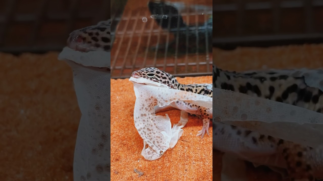 Как вы помогаете своему питомцу в линьку? #геккон #эублефар #ящерица