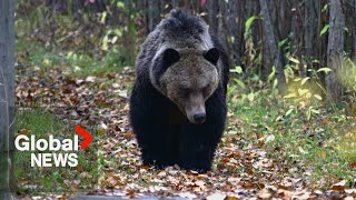 British Columbians demand grizzly bear management as deadly mammals visit Pemberton farmlands