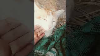 #catmeme #catvideos #ekmotahathighumechala #janemerijanemanbachpankapyarmerabhulnahijanare