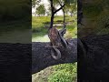 "Amazing Cobra on a Tree – Nature’s Spectacle!"