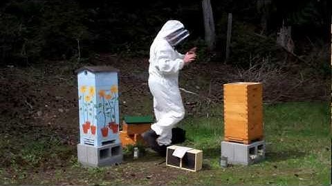 Carniolan Bee Package Installation Into a Warre Beehive