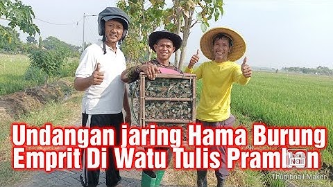 #invitation#Net# Invitation Net for Pest Birds in Watu Tulis Prambon