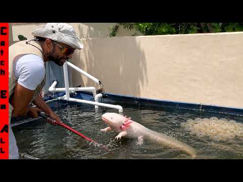 Rare PET GIANT AXOLOTL had 1,000s of BABIES at HOME with This easy Trick!