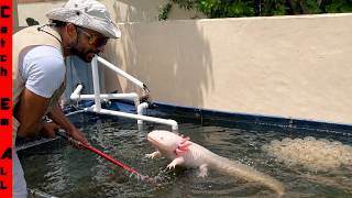 Rare PET GIANT AXOLOTL had 1,000s of BABIES at HOME with This easy Trick!
