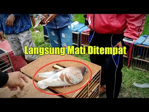 Tragedi Merpati Balap Tercepat DiDunia