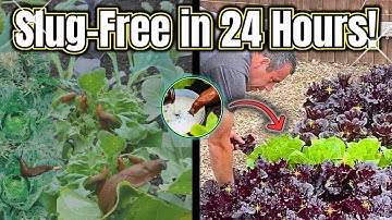 How I Stopped Slugs Overnight – 6 Organic Hacks!