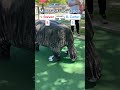 Mini Golf U.S. Open ROUND 1, 1. Steven vs 8. Carter (Holes 3-4) #golf #minigolf #viral #puttputt