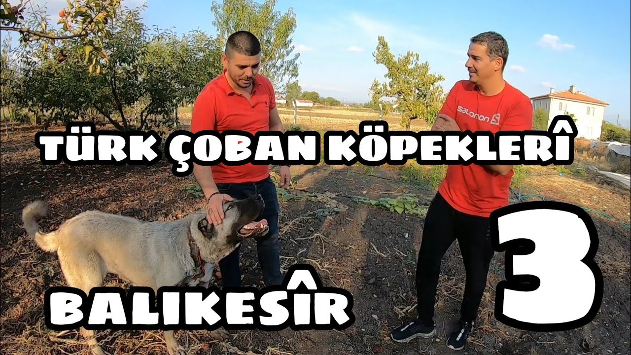 Turk Coban Kopekleri Turu Balikesir 3 Youtube Turk Coban Kopekleri Turu Balikesir 3 Youtube