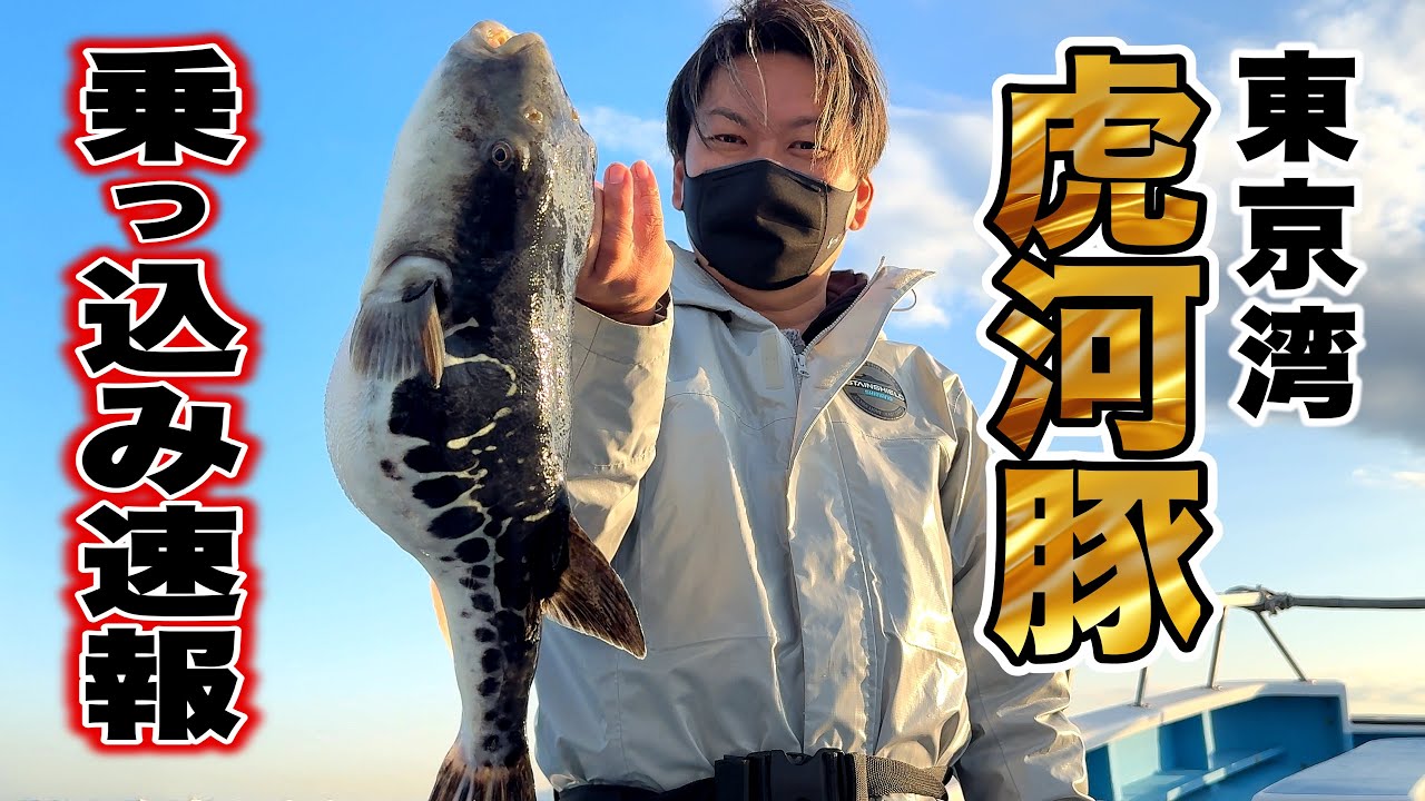 【トラフグ釣り】東京湾 春の虎河豚乗っ込みシーズン開幕! 釣れてる人の秘策と釣り方解説|萬栄丸