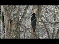 Black Woodpecker - Dryocopus martius, Armenia