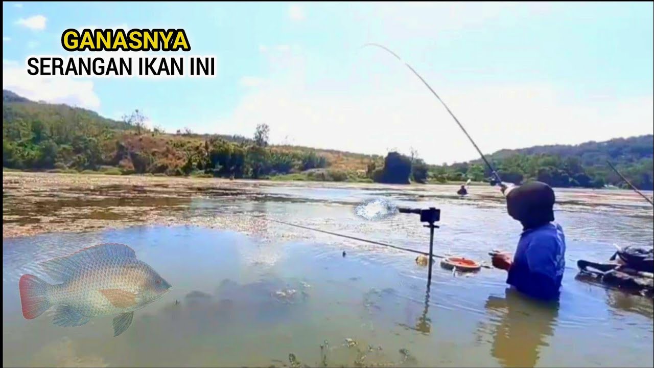 MANCING NILA DI SPOT INI HAMPIR GAK PERNAH BONCOS!!SELALU ADA IKAN YANG DIBAWA PULANG❗MANCING NILA