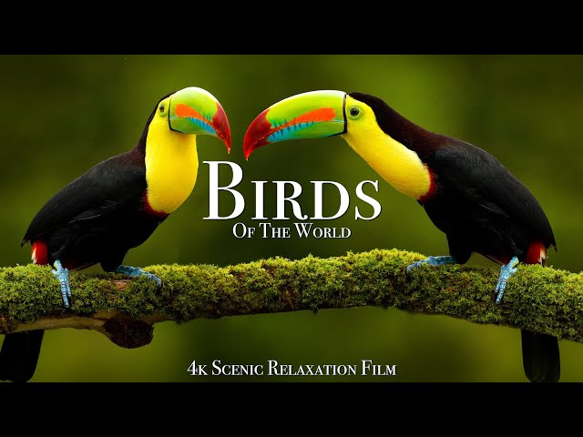 Birds Of The World 4K - Scenic Wildlife Film With Calming Music class=