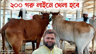 চাঁদপুরের পার্টি কেমন দামে বলদ ক্রয় করলেন || বলদ গরুর দাম জানুন কুমিল্লার চান্দিনা হাট থেকে ||