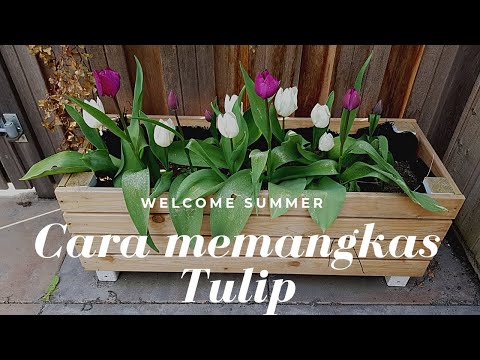 Video: Bagaimana Anda mempersiapkan pemaksaan umbi tulip?