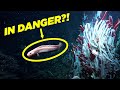 This Ecosystem Will Kill You If You Move