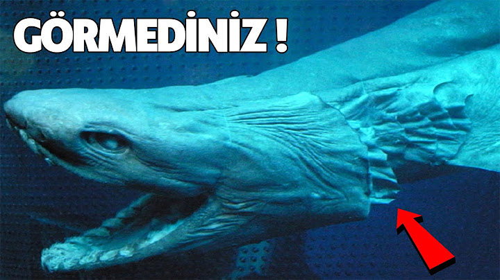 Ən Qəribə 10 Köpək Balığı Növü: Sadiq Yoldaşlarınızla Birlikdə Yaşayın