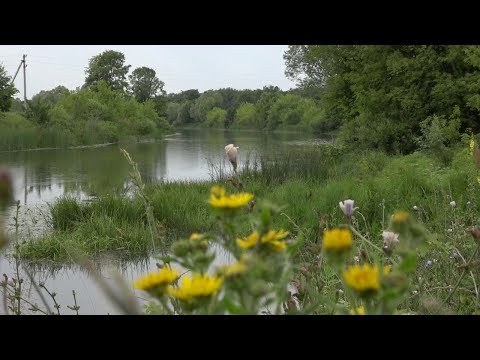 По берегам рек – защитные полосы