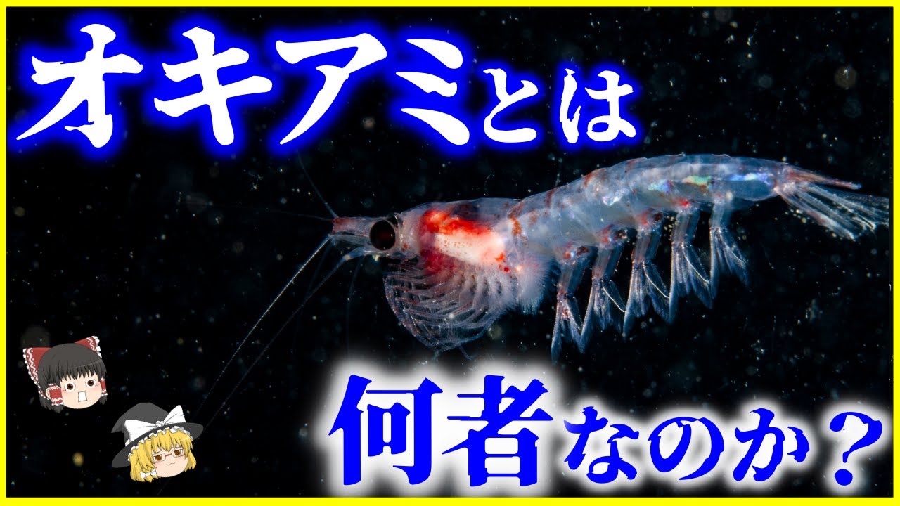 赤アミ オキアミ 違い – あみえびとオキアミの違い – LWYYUF