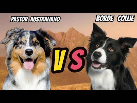 Vídeo: Qual é a diferença entre o pastor australiano e o cão de gado australiano?