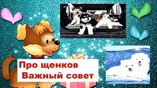 Про щенков - Важный совет - Как воспитывать щенков