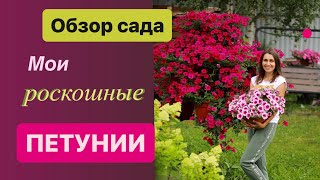 Обзор сада петуний . #милыйдом