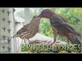 A Caring House-Finch Couple 💕  || Birdseed Diaries: Wild Birds!