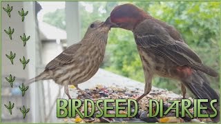 A Caring House-Finch Couple 💕  || Birdseed Diaries: Wild Birds!
