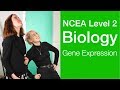Gene Expression | NCEA Level 2 Biology Strategy Video | StudyTime NZ