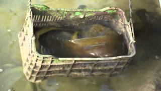 Eel eats Lionfish - Sony NEX VG20H