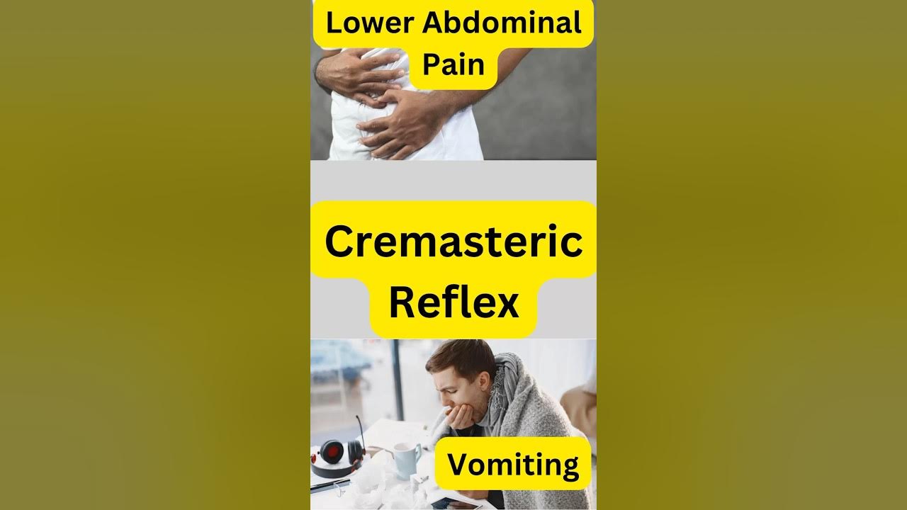 cremasteric-reflex-usmle-high-yield-youtube