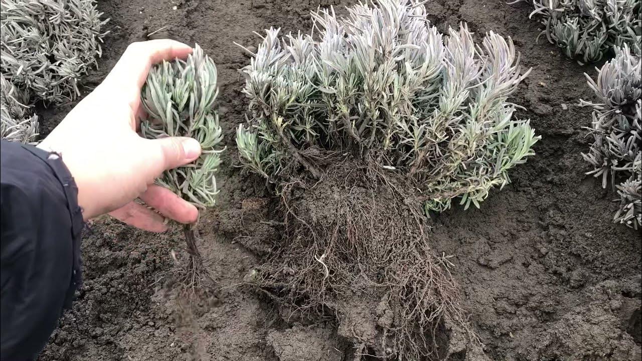 Как посадить лаванду под зиму