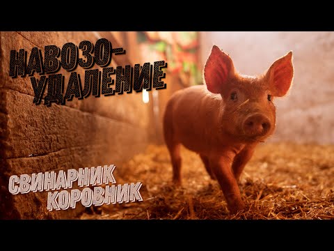 Гноєвидалення в корівнику та свинарнику
